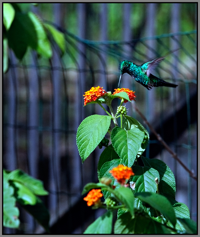 COLIBRI2010.jpg